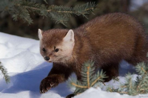 Majhne plenilske živali